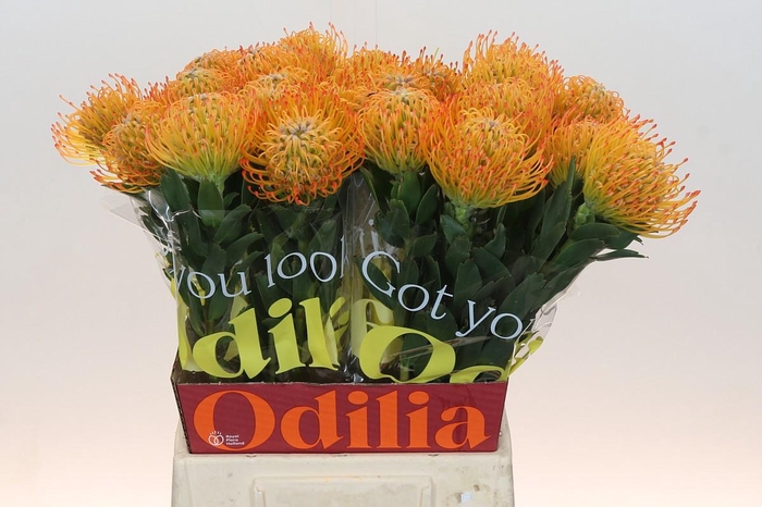 <h4>Nutans Ayoba Sun</h4>