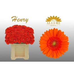 Gerbera mini 'Henry' fust 555
