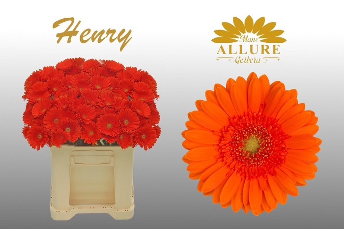<h4>Gerbera mini 'Henry' fust 555</h4>