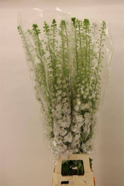 <h4>DELPH DU AURORA WHIT</h4>