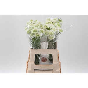 Scab At F Scoop Whit