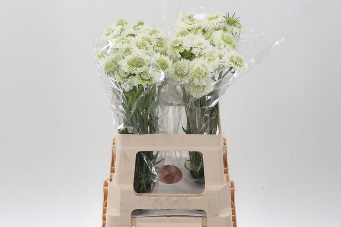 <h4>Scab At F Scoop Whit</h4>