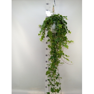 Hedera helix 'Pittsburgh'