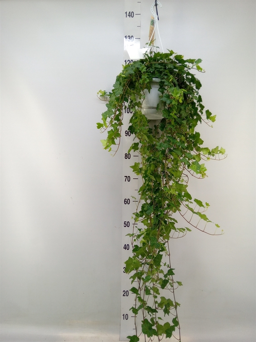 <h4>Hedera helix 'Pittsburgh'</h4>