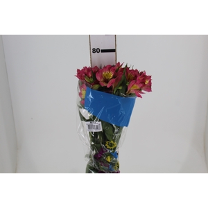 ALSTROEMERIA ALYNA 080 CM