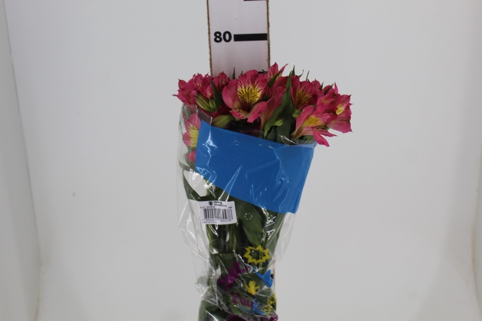 <h4>ALSTROEMERIA ALYNA 080 CM</h4>