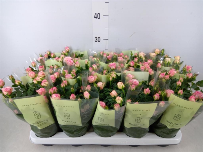 <h4>Rosa  'Carousel Kordana'</h4>