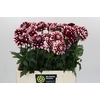 Dahlia Checkers