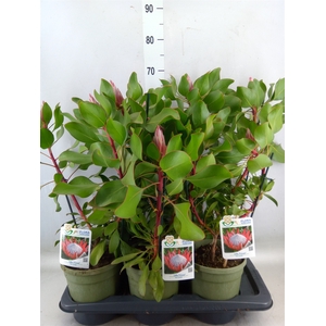Protea cynaroides 'Little Prince'