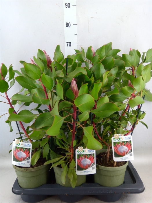 Protea cynaroides 'Little Prince'