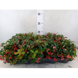 Gaultheria proc. 'Big Berry'