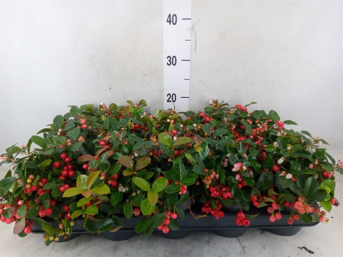 <h4>Gaultheria proc. 'Big Berry'</h4>