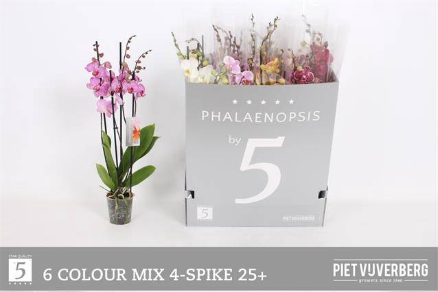 <h4>PHAL GEM 6 KL</h4>