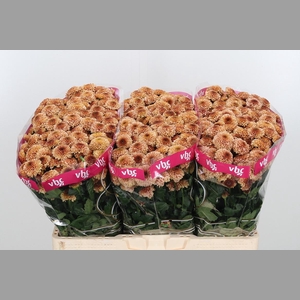 Chr San Aaa Doria Sa