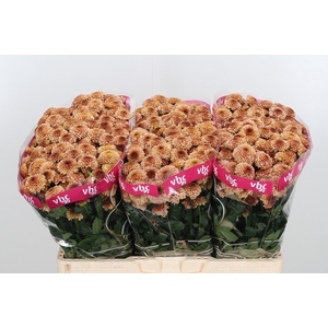 Chr San Aaa Doria Sa