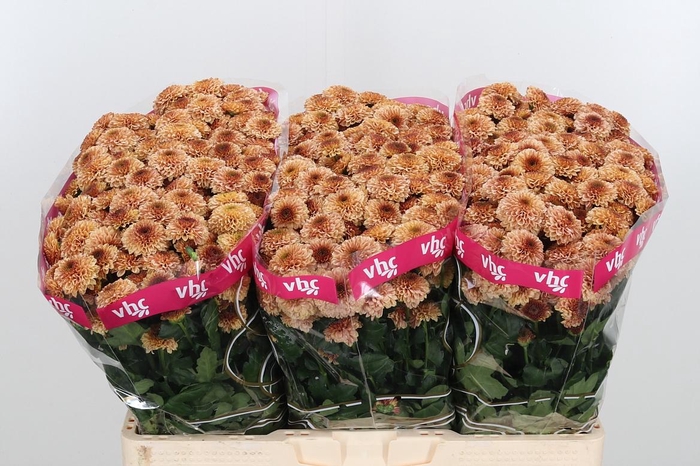 <h4>Chr San Aaa Doria Sa</h4>