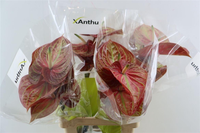 <h4>Anth A Caribean</h4>
