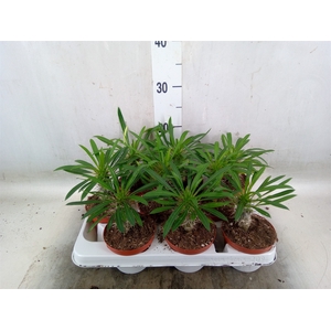 Pachypodium lamerei
