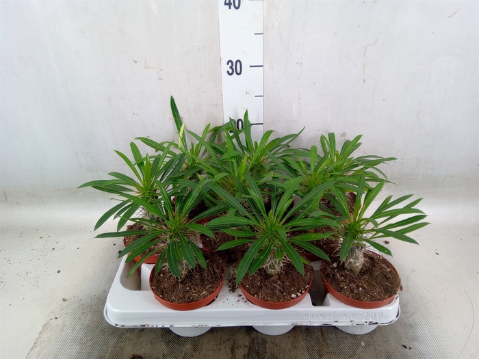 <h4>Pachypodium lamerei</h4>