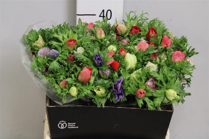 <h4>Anem Co Mar Gem</h4>