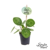 Pilea peperomoides