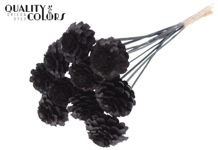 Pine Cone Cut 5-7cm on stem Black