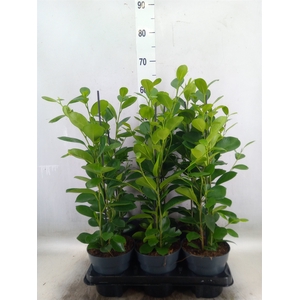 Ficus microcarpa 'Moclame'