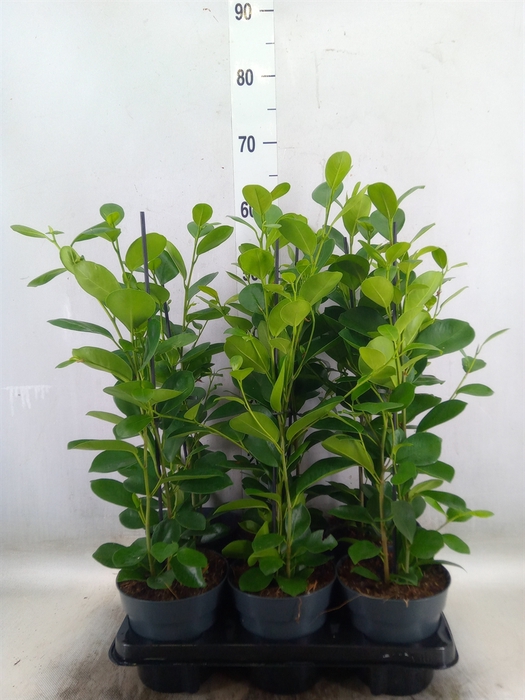 <h4>Ficus microcarpa 'Moclame'</h4>