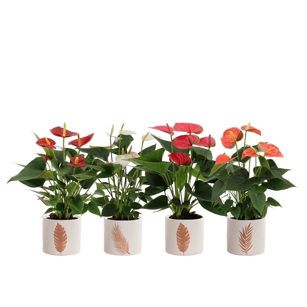 <h4>Anthurium 4 color mix in Manon autumn ceramics</h4>