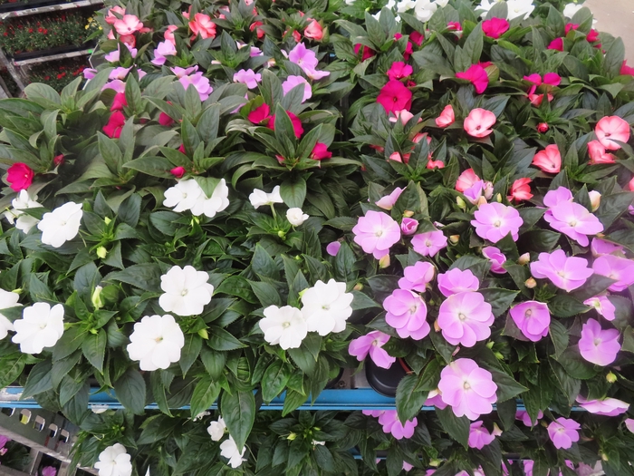 <h4>IMPAT NG MIXK 4 KL</h4>