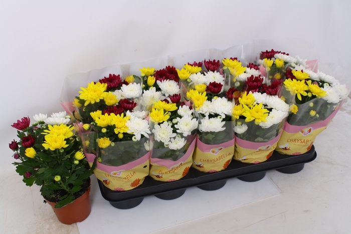 <h4>CHRYS GEM IN POT</h4>