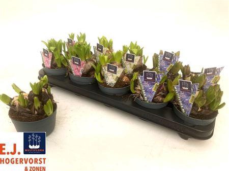 <h4>Hyacin Mult Gem 3 Kl</h4>