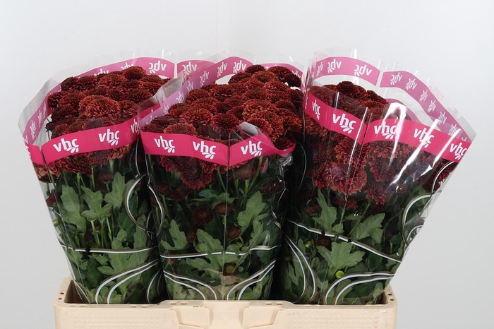 <h4>Chr San Aaa Doria Ch</h4>