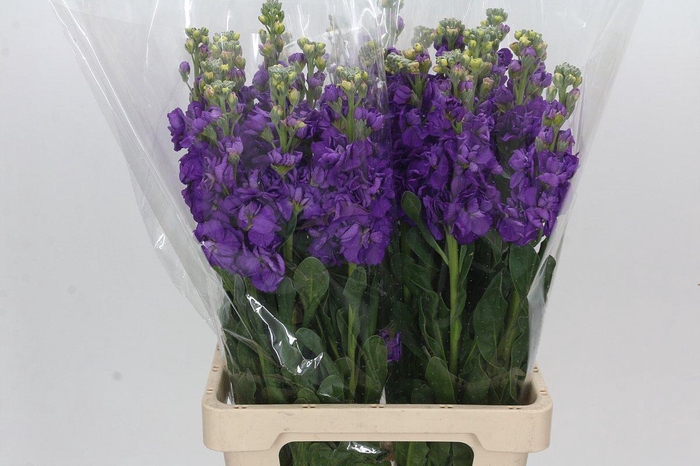 <h4>Matthiola Iron Purple</h4>