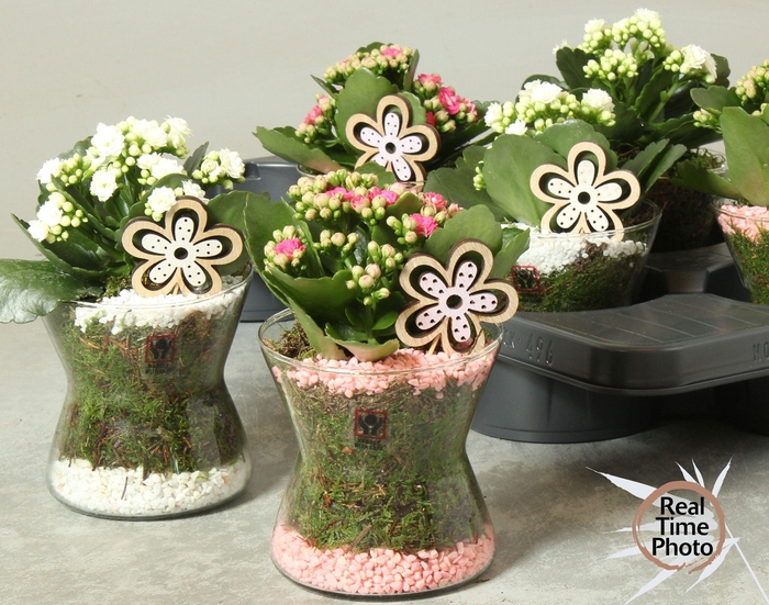 <h4>ARR KAMERPL</h4>