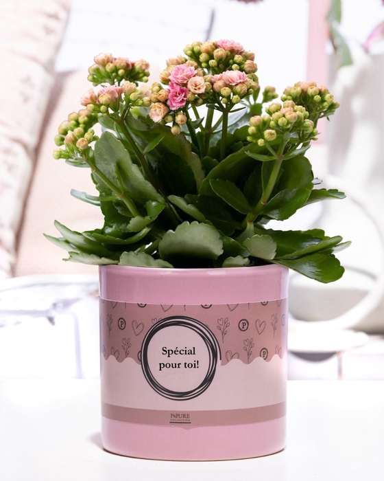 <h4>Kalanchoe pink in P&P cadeau concept: SPECIAL POUR TOI!</h4>