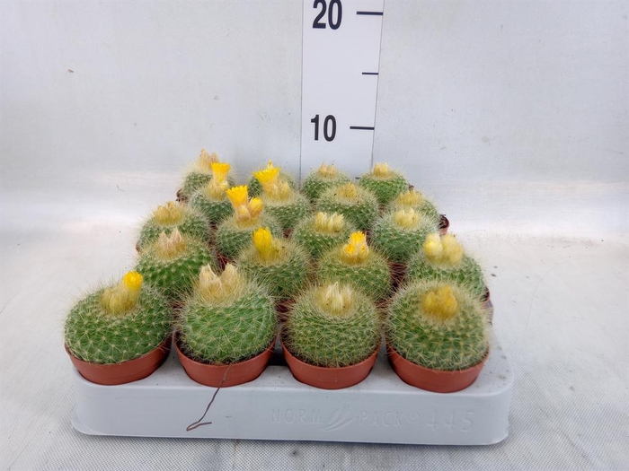 <h4>Cactus   ...</h4>