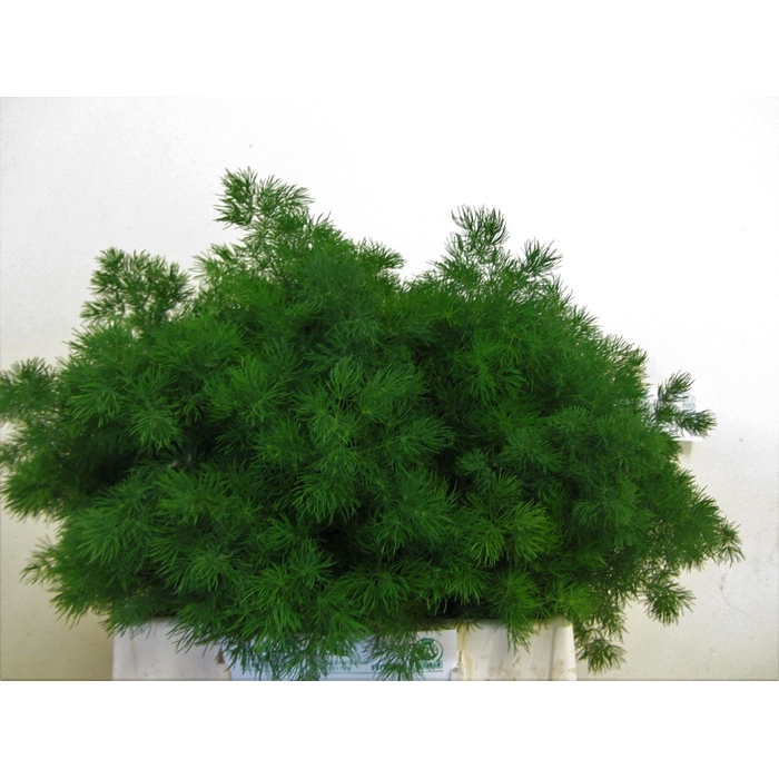 <h4>ASP UMBELLATUS</h4>