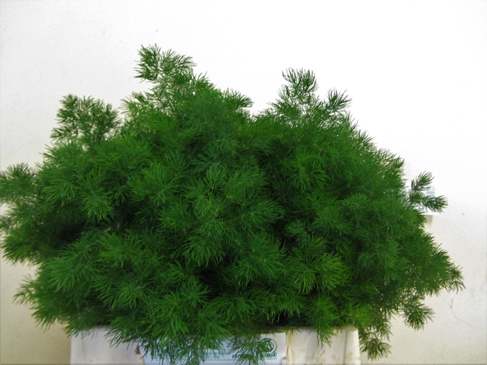 <h4>Asp Umbellatus</h4>