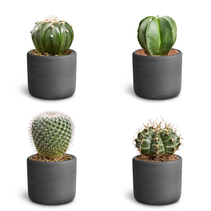 Raw Black Cactus Collection