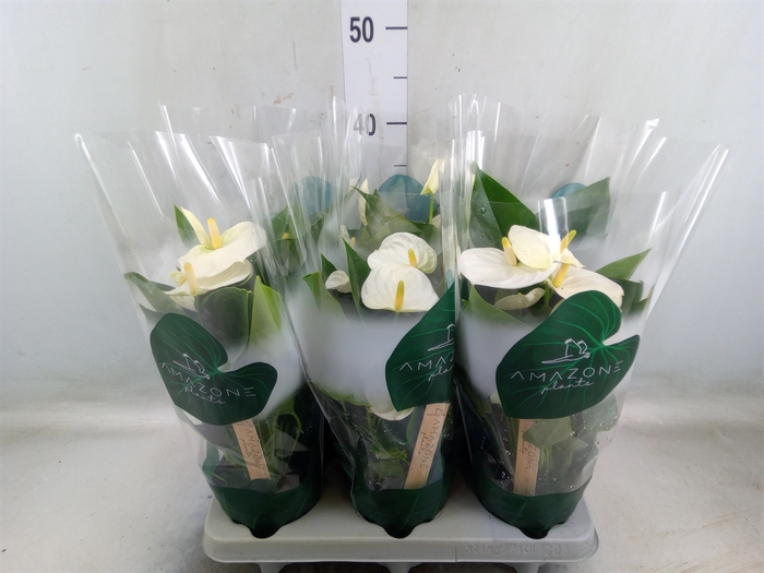 <h4>Anthurium andr. 'Samora'</h4>
