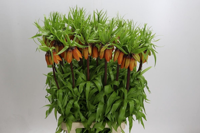 <h4>Fritillaria Imperialis Orange Beauty</h4>
