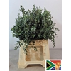 EUC PARVIFOLIA PB -ZA-SUPER