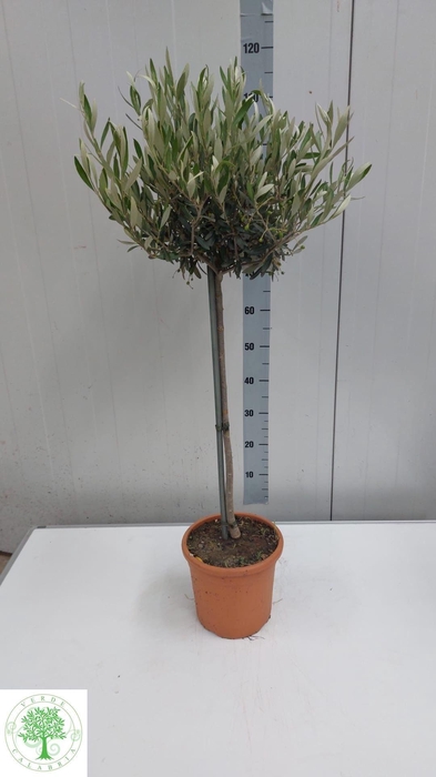 <h4>OLEA EUROPAEA</h4>