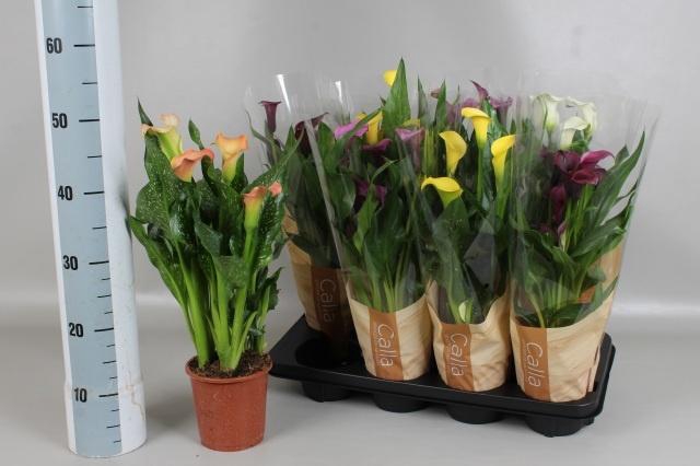 <h4>ZANT GEM 5 KL</h4>