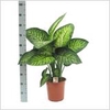 Dieffenbachia 19 Cm. P. Seguina Tropic Snow 70 Cm.
