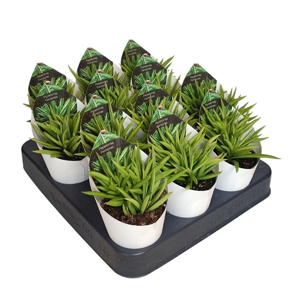 <h4>PEPEROMIA FERREYRAE - POT Ø 6,5 WITH POTCOVER (SUCCULENTEN)</h4>