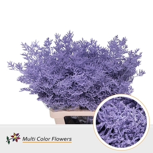 Limonium Milka