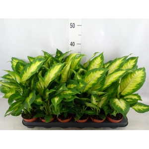 Dieffenbachia  'Camilla'