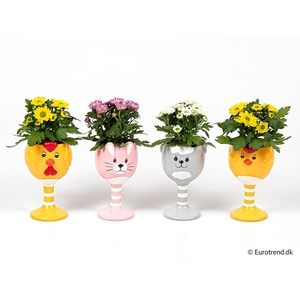 CHRYS.IND.HYBRID MINI